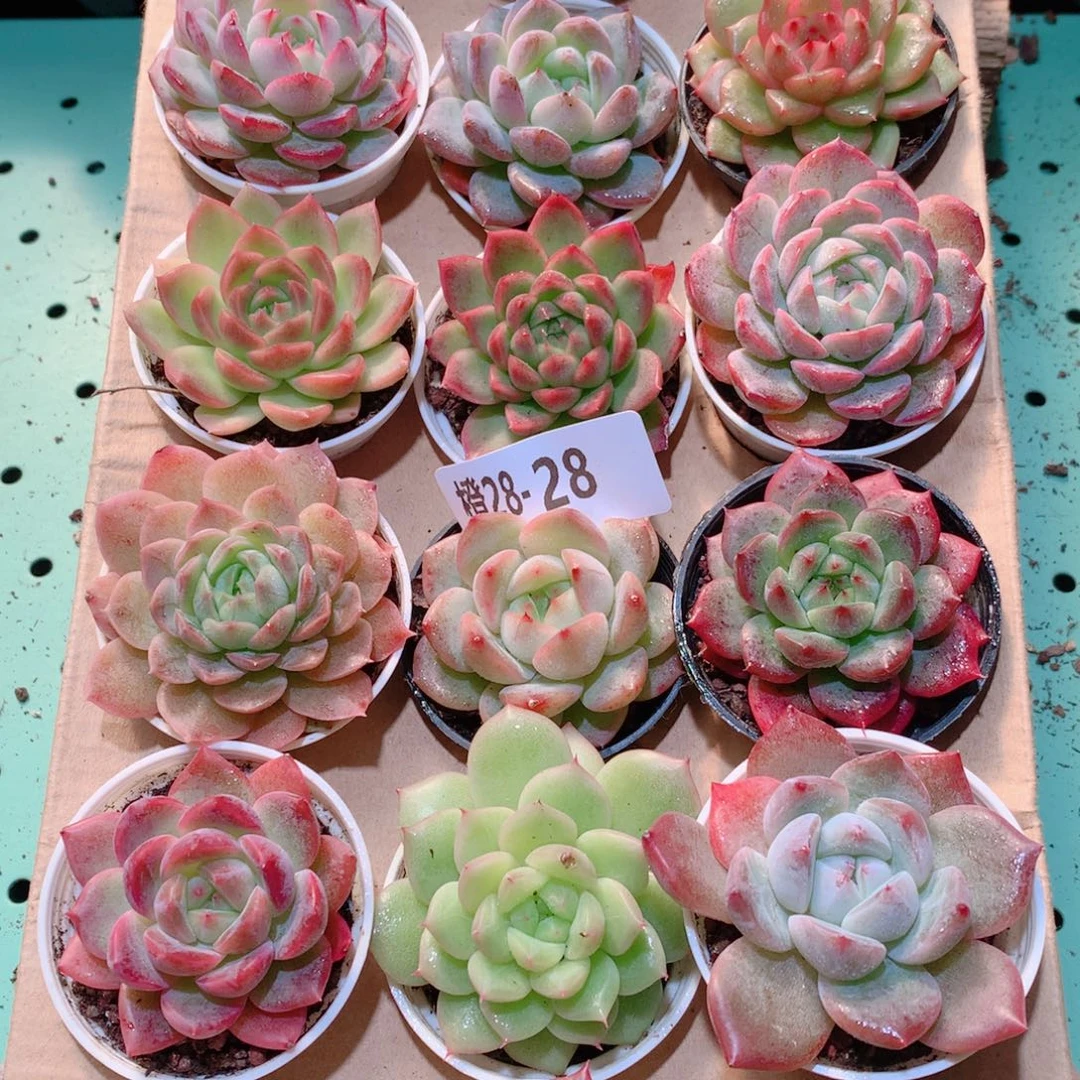 28-28一物一拍多肉带盆18颗