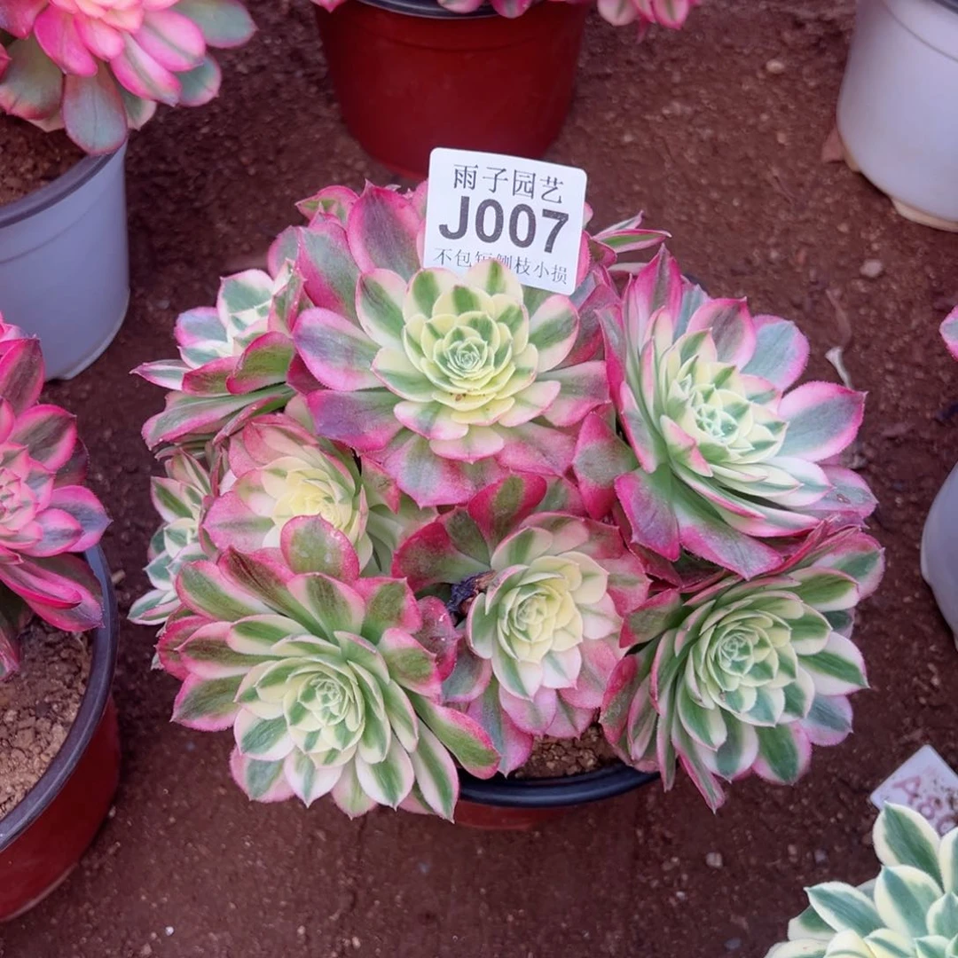 小***～007玉姿尺福袋运费