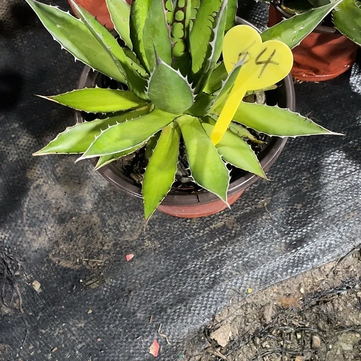 无花朵龙舌兰霍利达