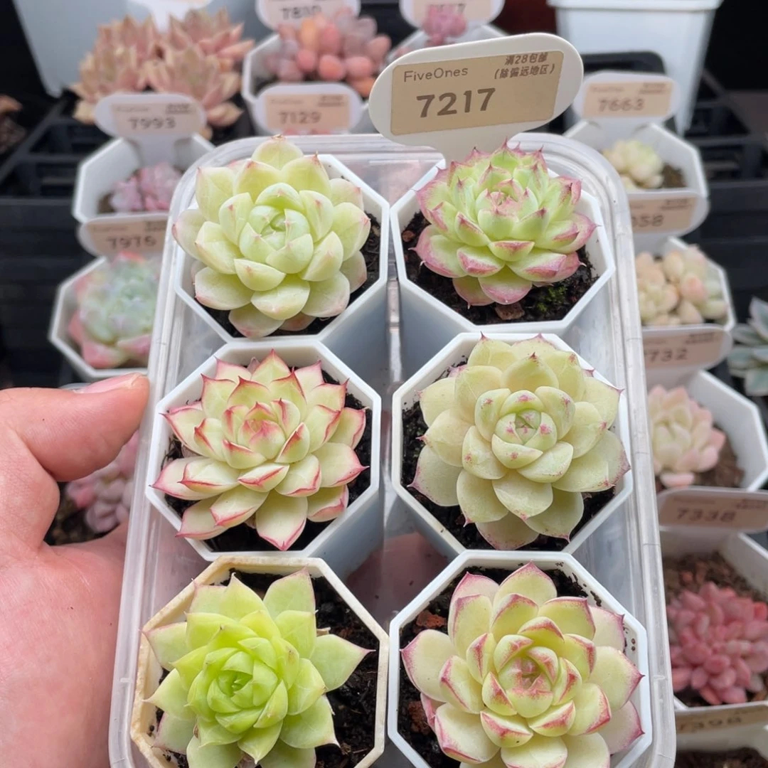 组合套餐共6颗7217