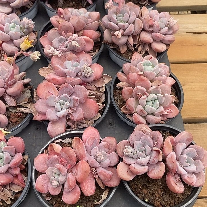 花瓣露，福利多多！