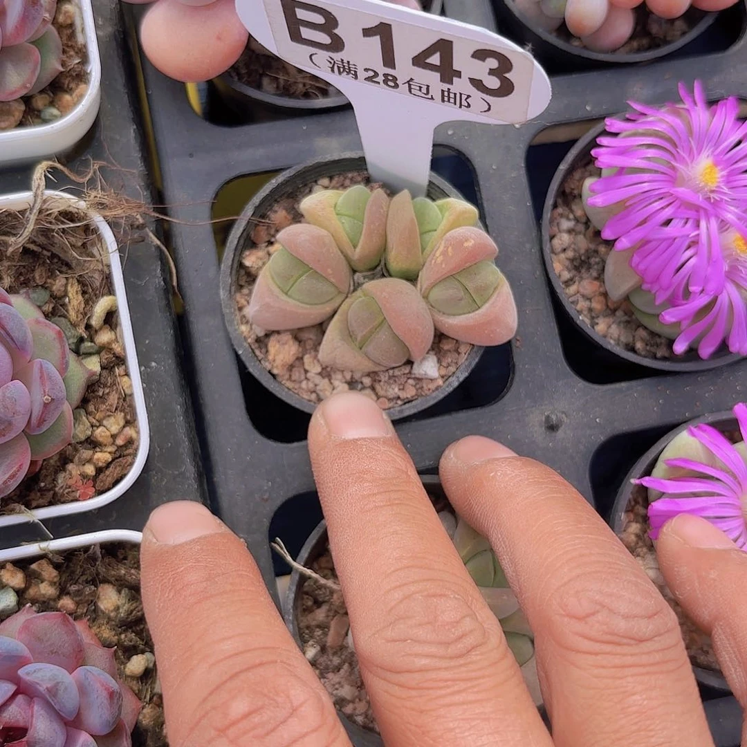 B143无比一物一拍