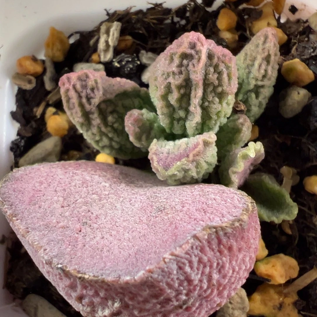 核桃纹新品多肉植物水泡多肉植物