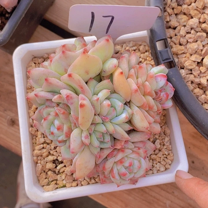 这个我就知道这点