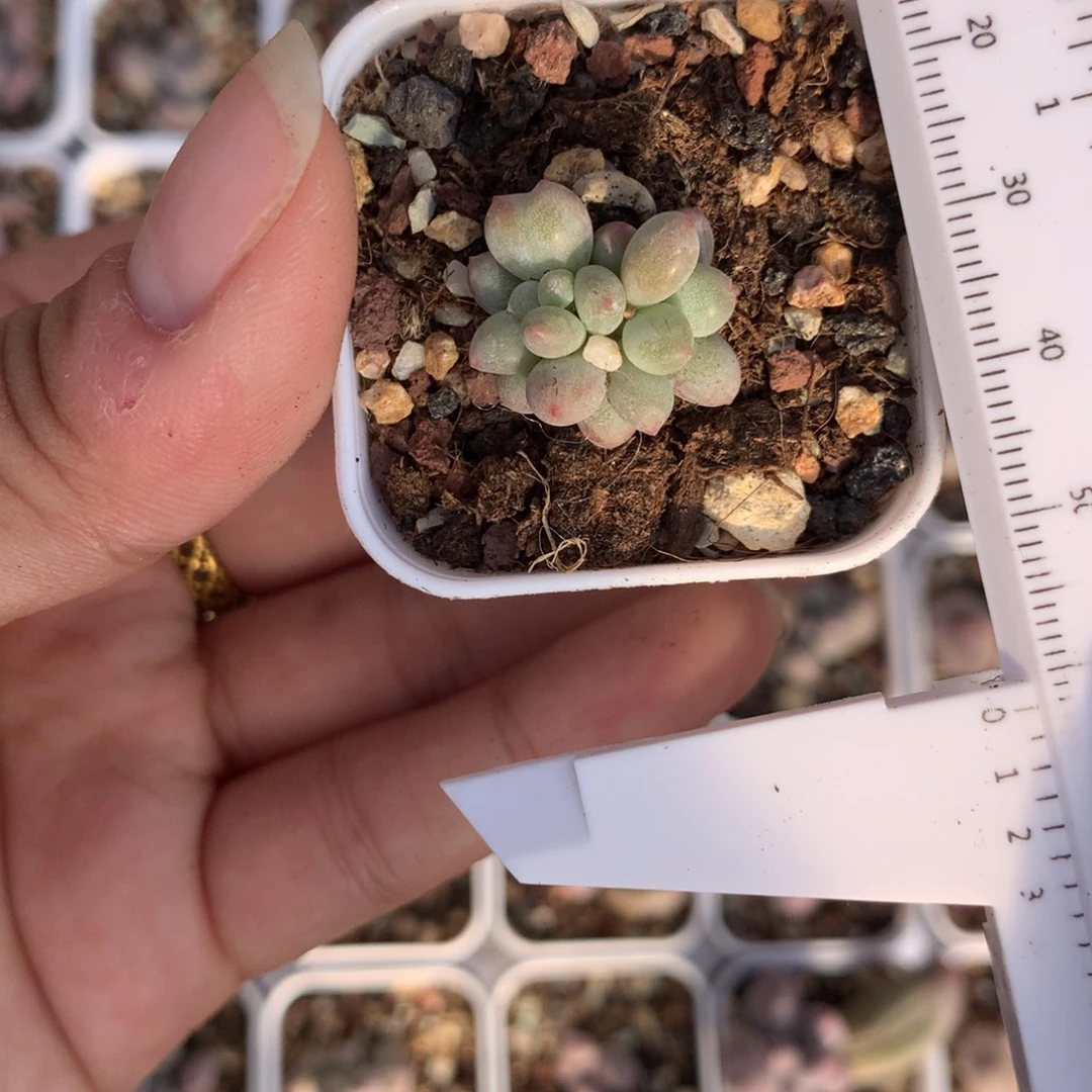 多肉小腮红奶酪多肉