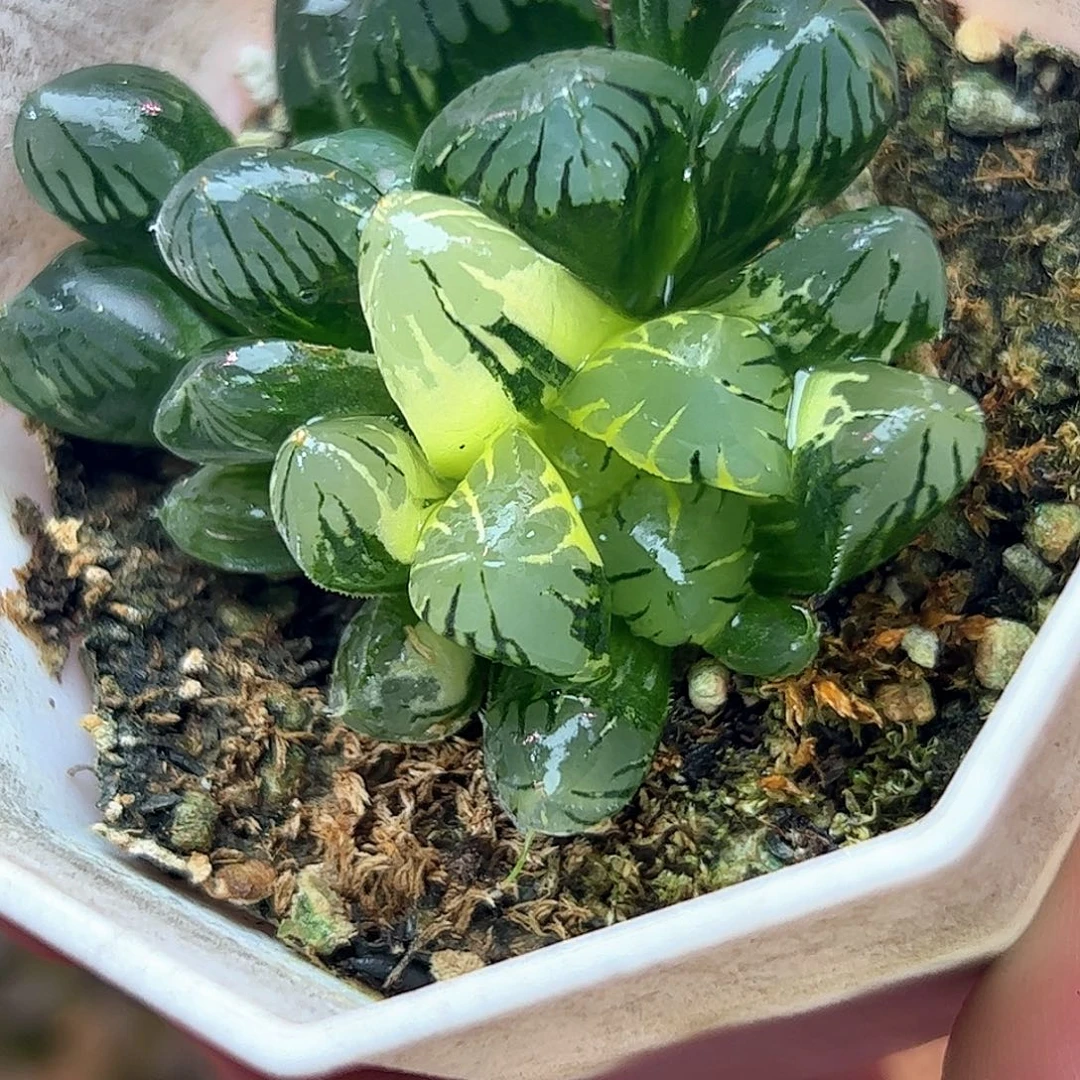 实生玉露锦十二卷多肉植物