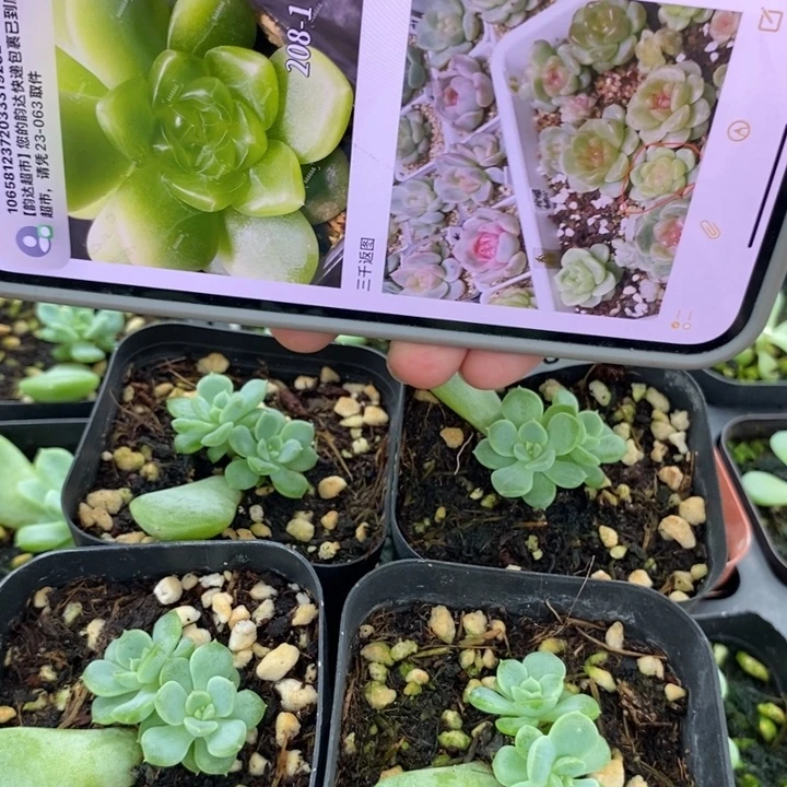 标98甜心208-1一个多肉量拍