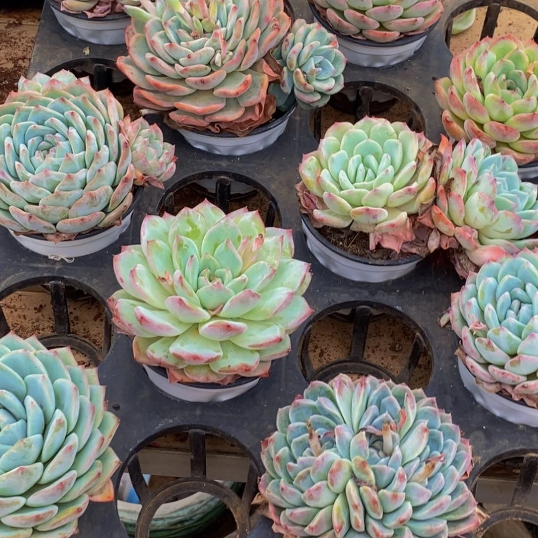 755发展历史课上老师