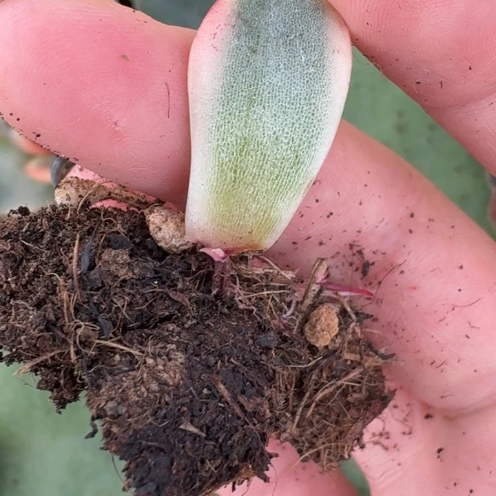 红玫瑰锦一物一拍