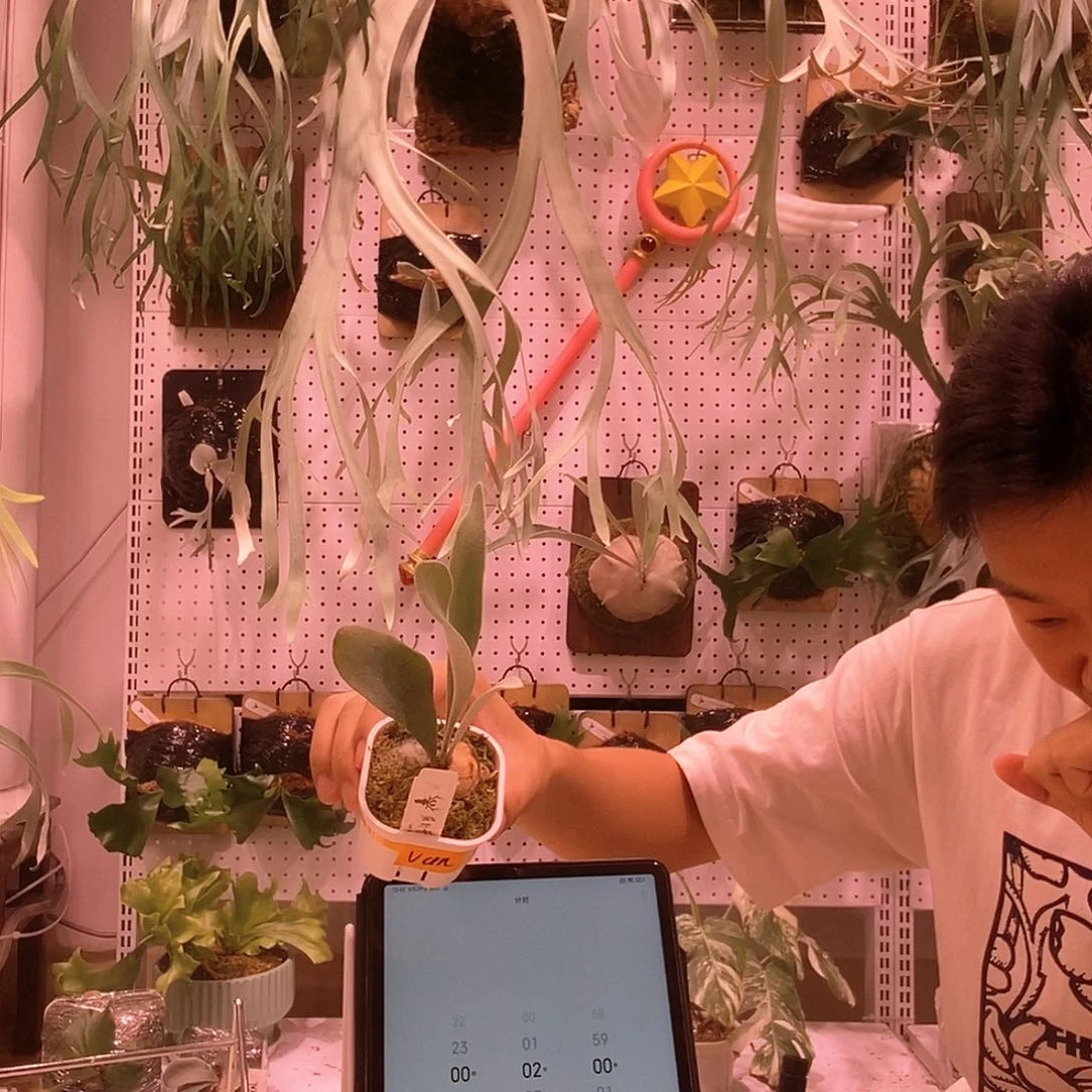 无花朵酋长孢子苗