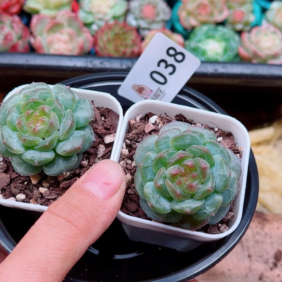 多肉植物多肉植物