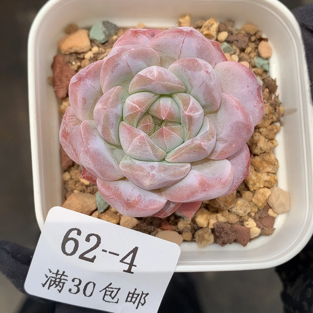 4。开播福利。黛玉4cm。