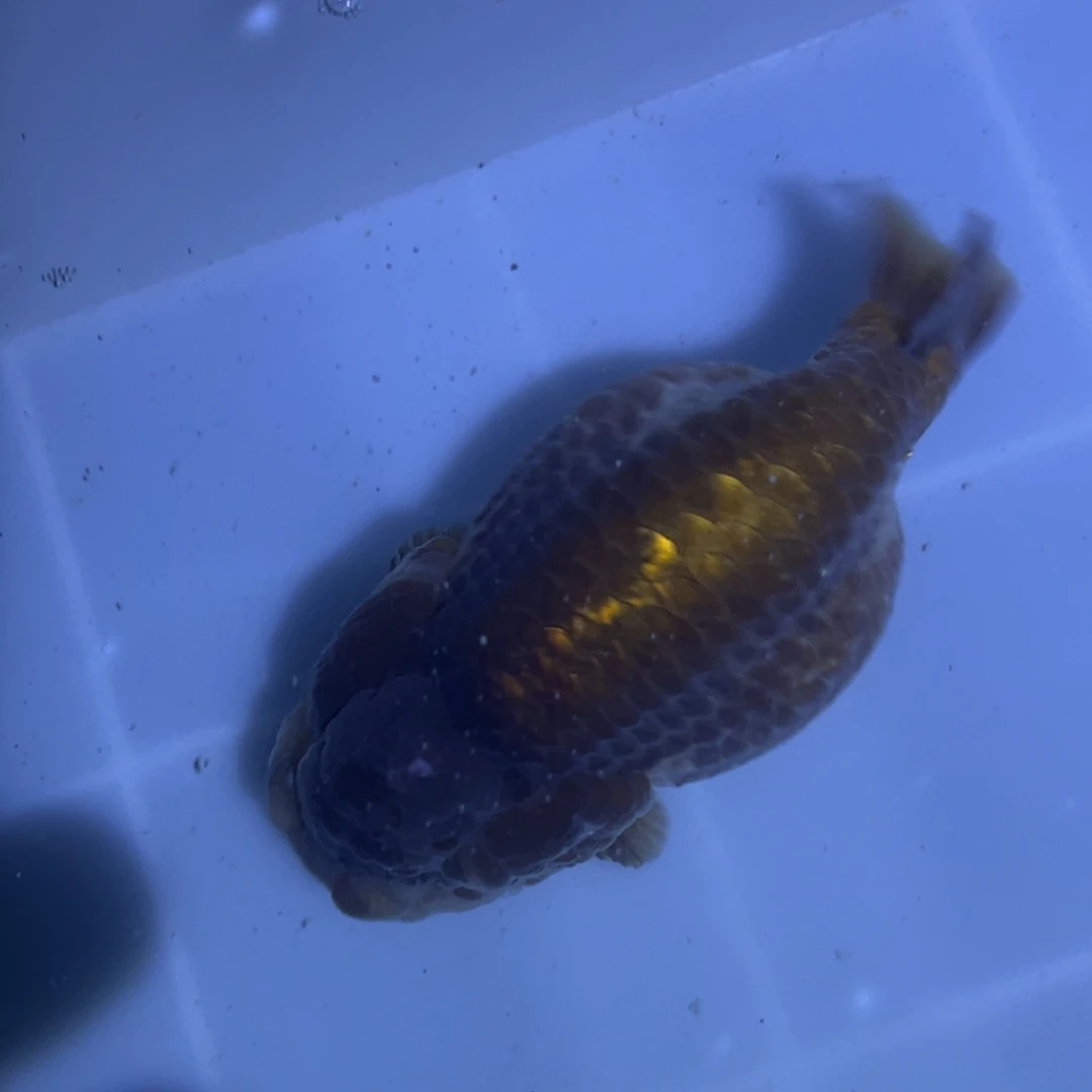 金鱼胖嘟嘟兰寿金鱼