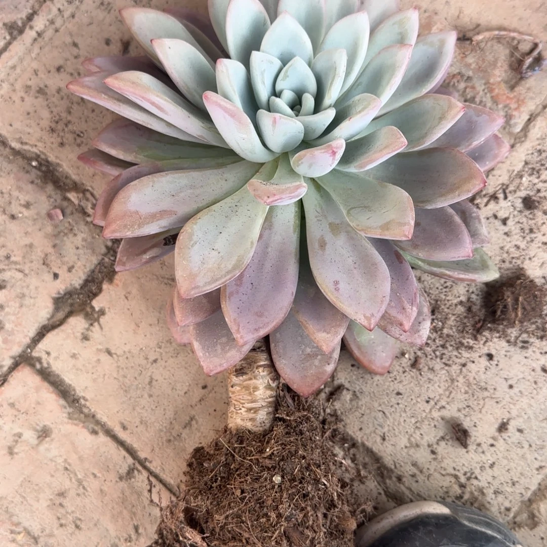 火***山无花朵手机奥普老桩