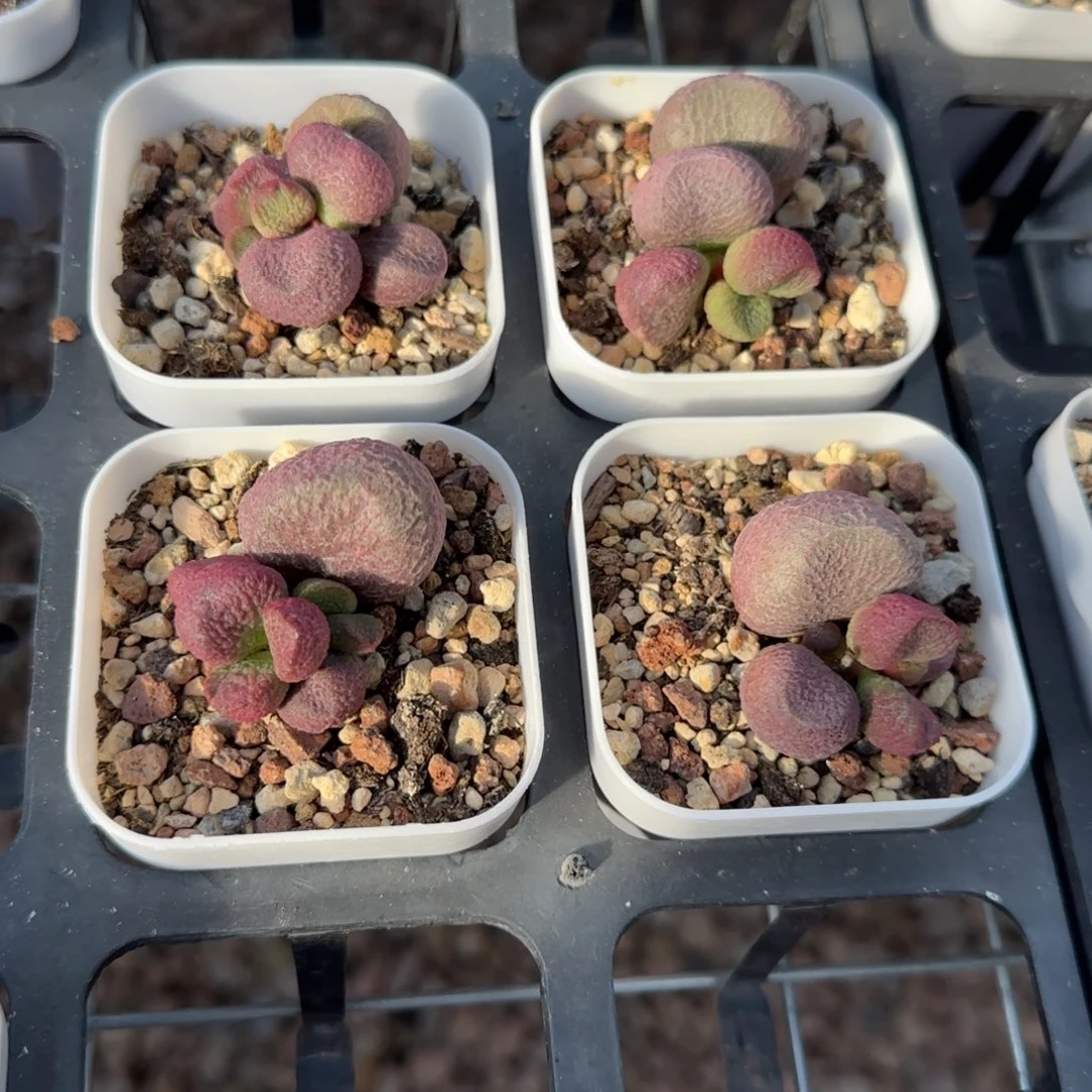 单颗红烧肉量拍链接