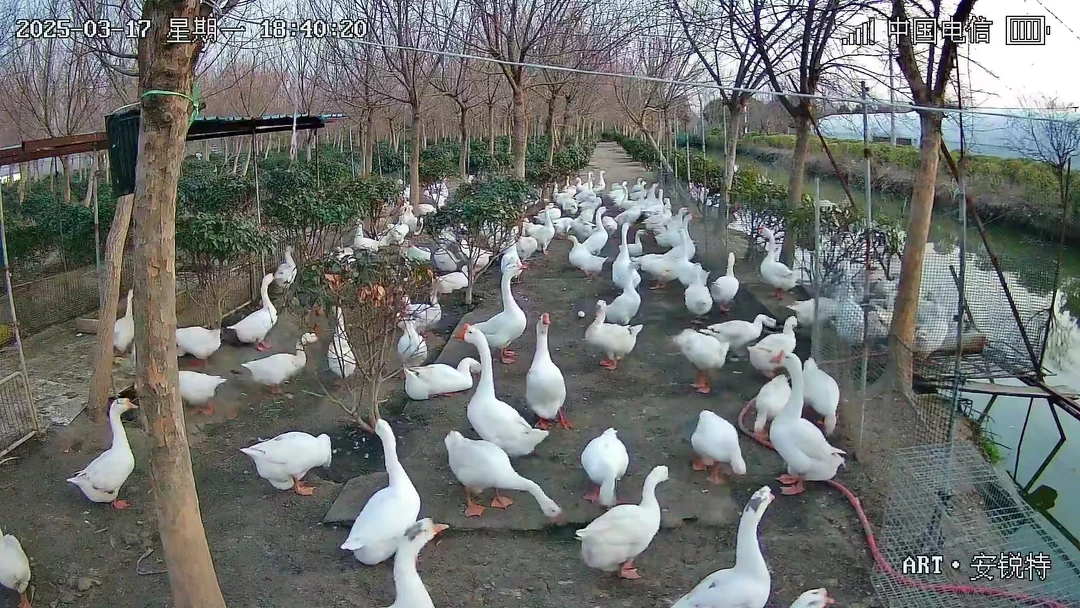 纯粮喂养老鹅黄油散养大白鹅当日现宰现发【顺丰发货】