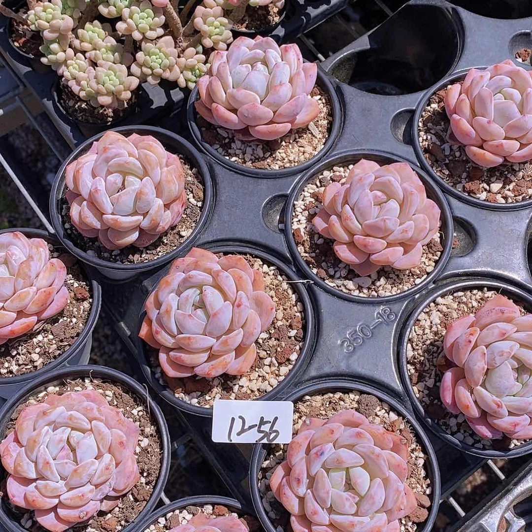 12-56 小粉橙子单头一颗量拍