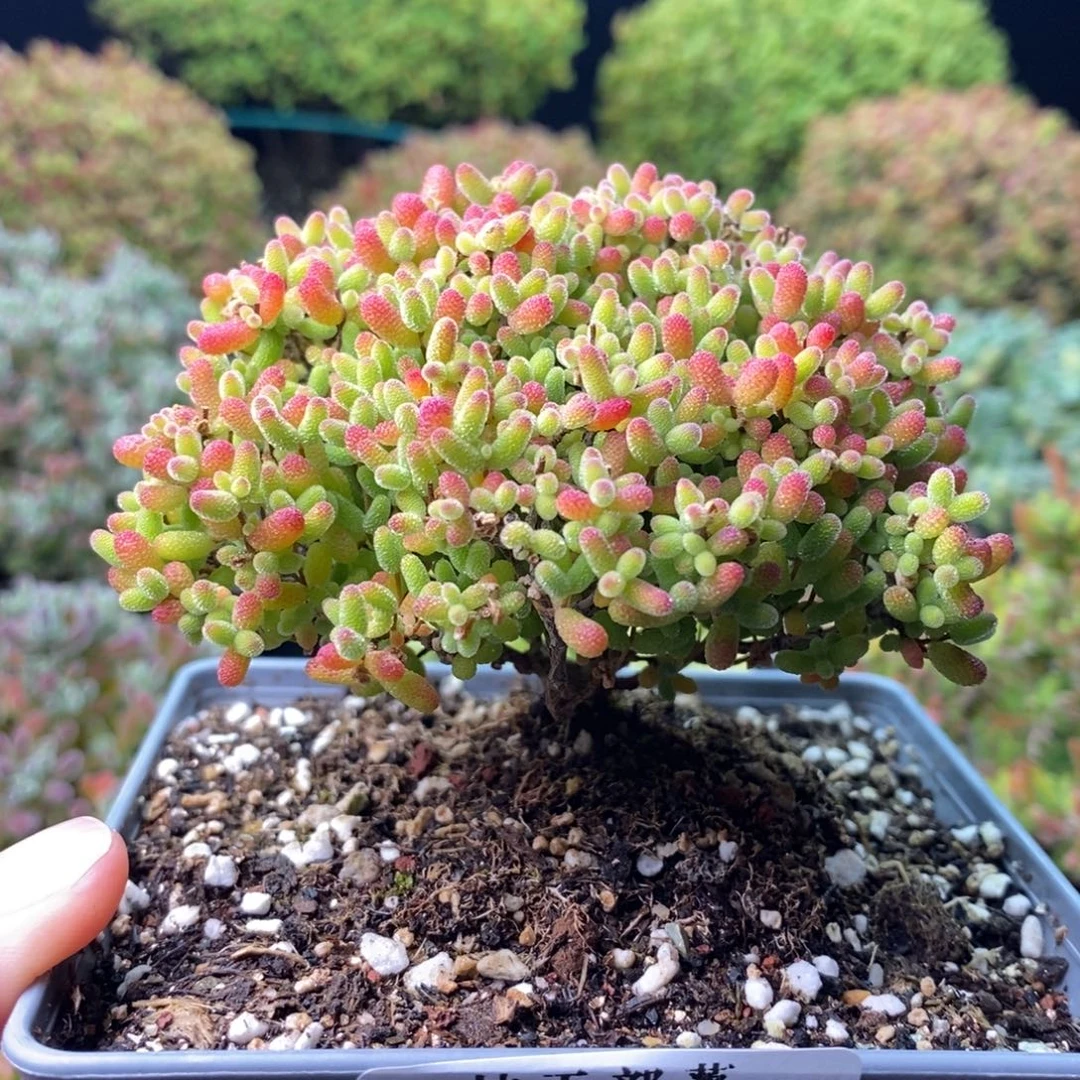 圊***懷2035蜜橘糖球 。