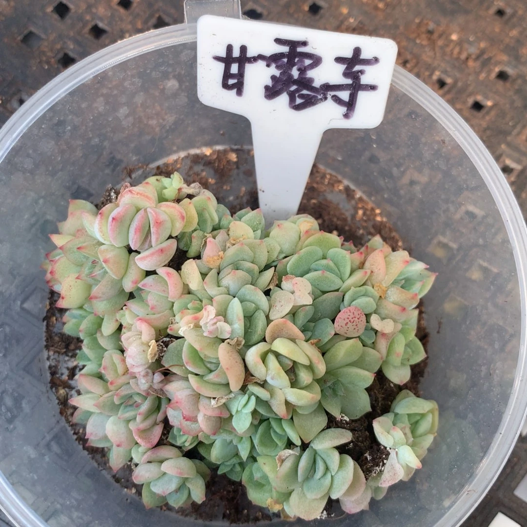 甘露寺切糕一份50+