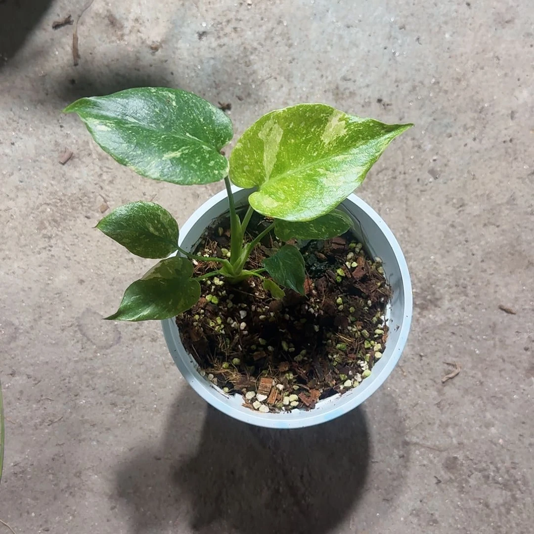 全部花朵一****?龟背竹植物一物一拍