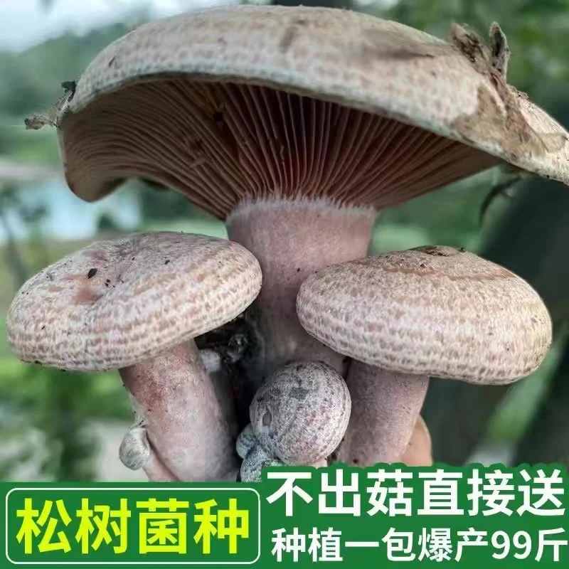 高产优质乌纵菌包黄枞菌包菌种家种阳台户外天台室内都可种菌种包