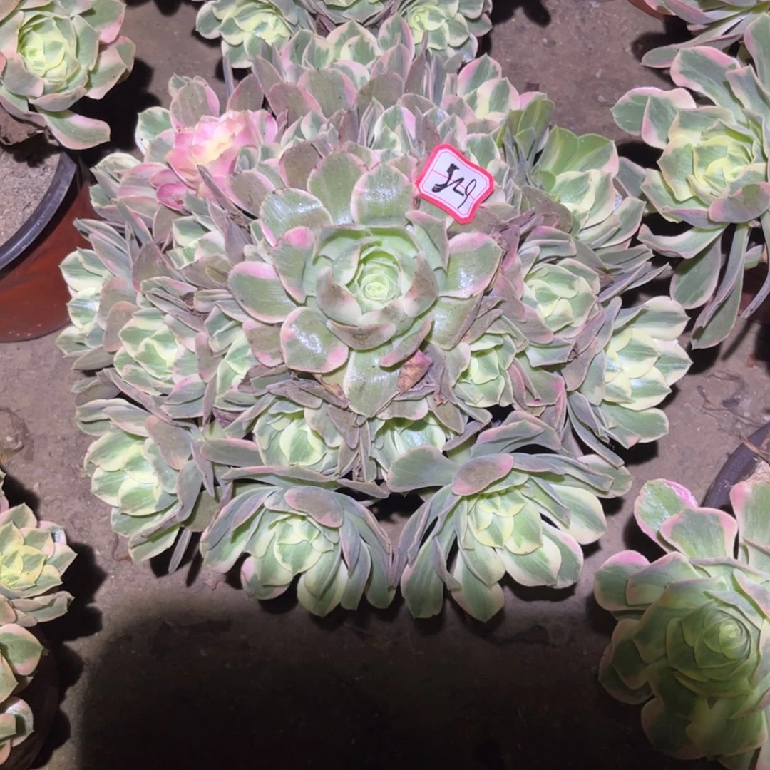 625多肉植物女妖花脸