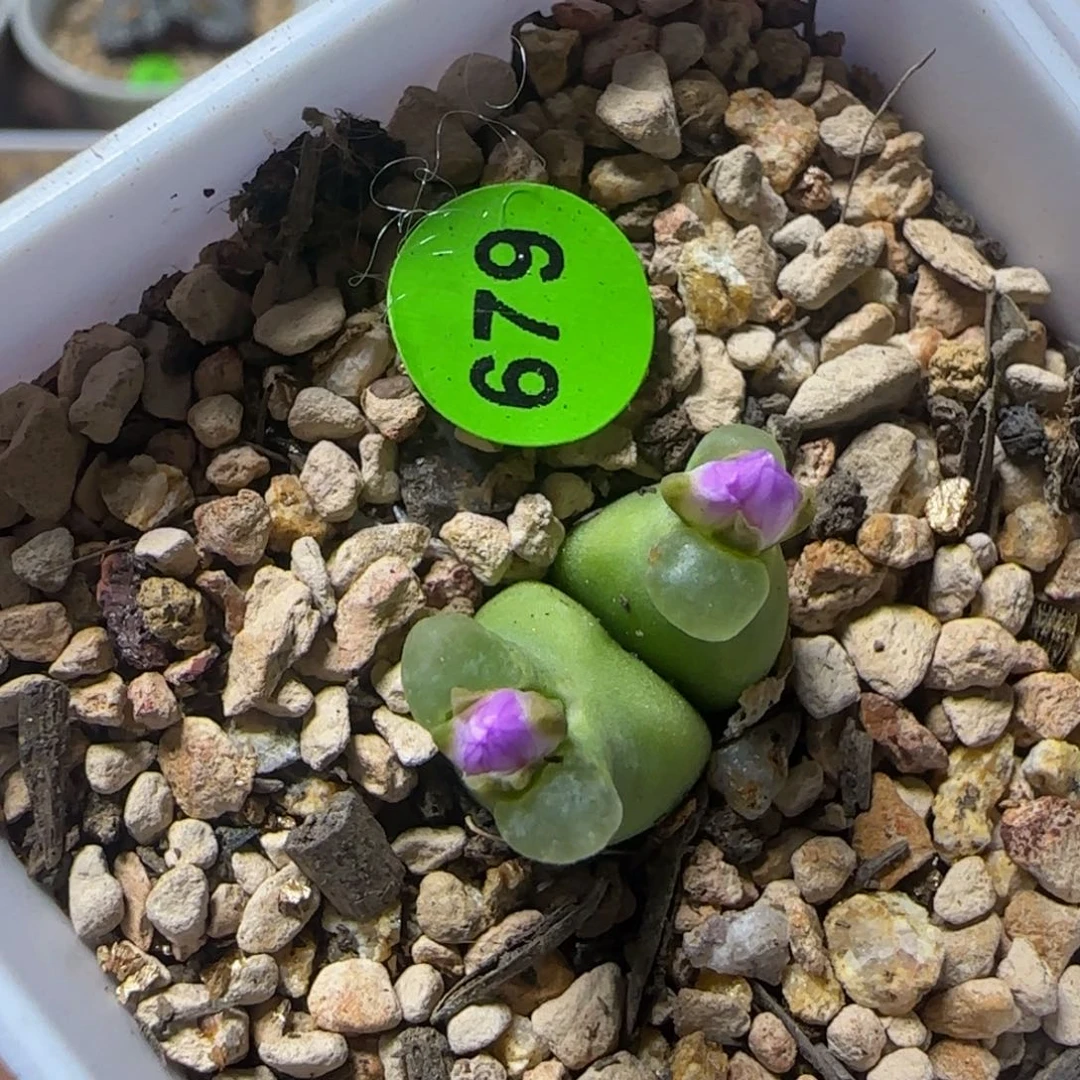 你****专拍漂亮多肉植物679