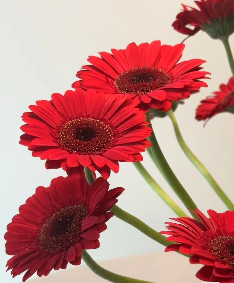 三岁花集-阿拉蕾非洲菊10枝（一单中通二单顺丰冷链包邮）