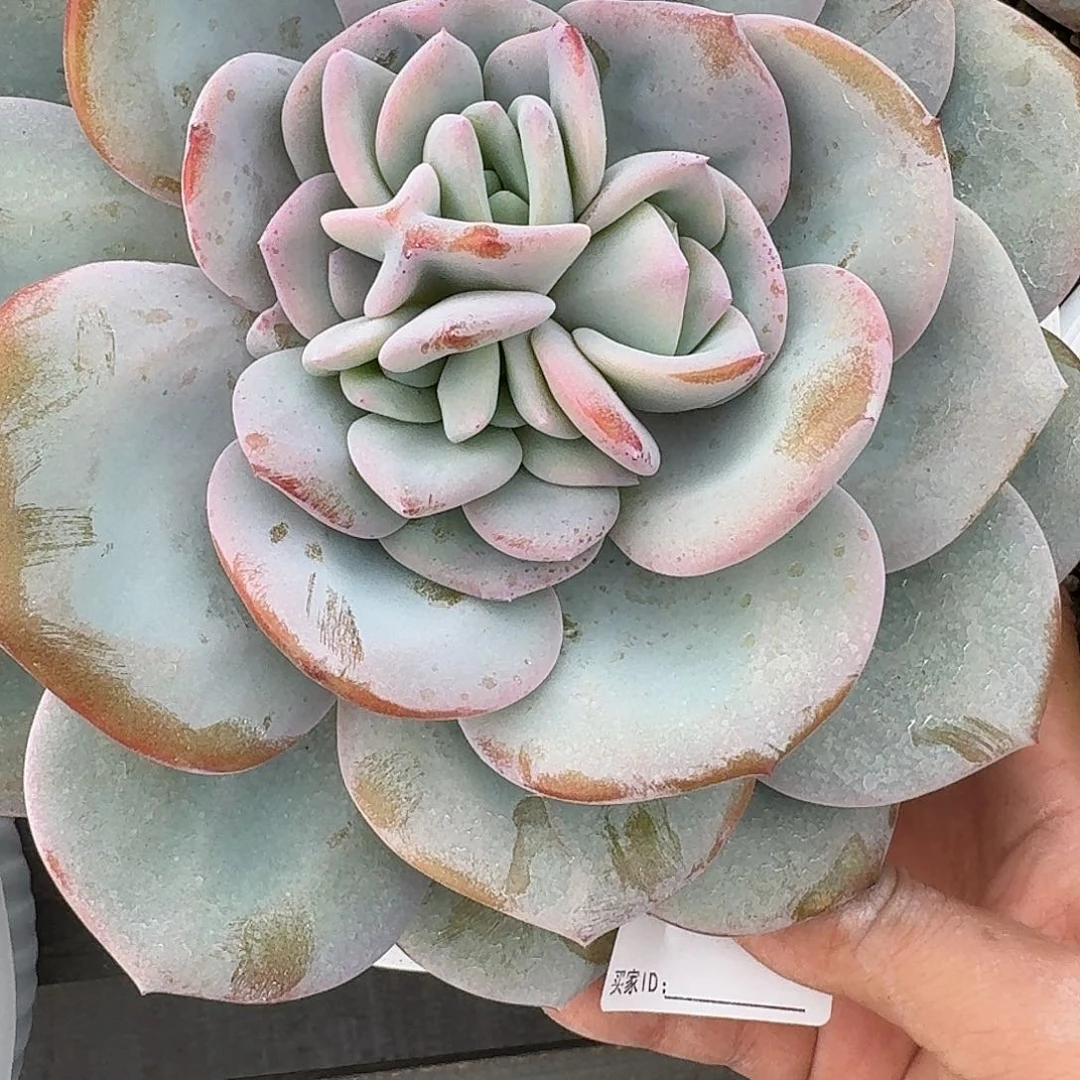 #377 售后范围：签收起7天内