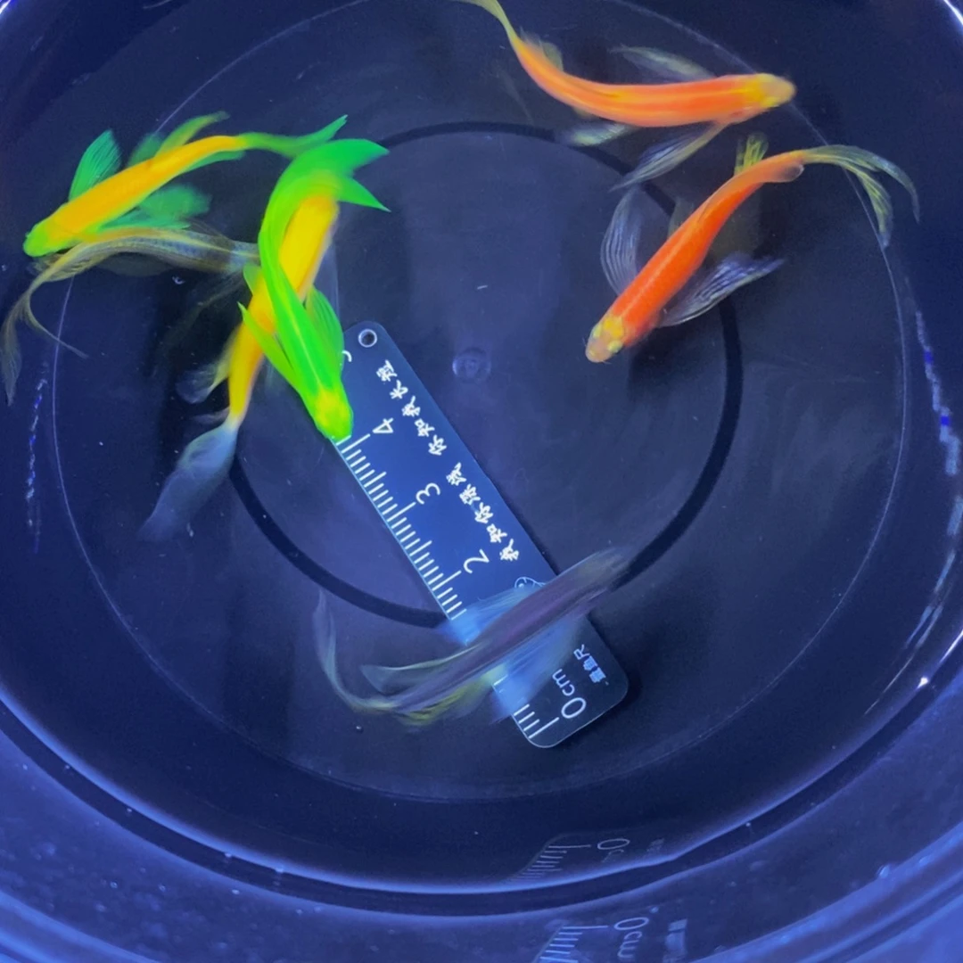斑马鱼蝶翼斑马3.5-4厘米6宋一