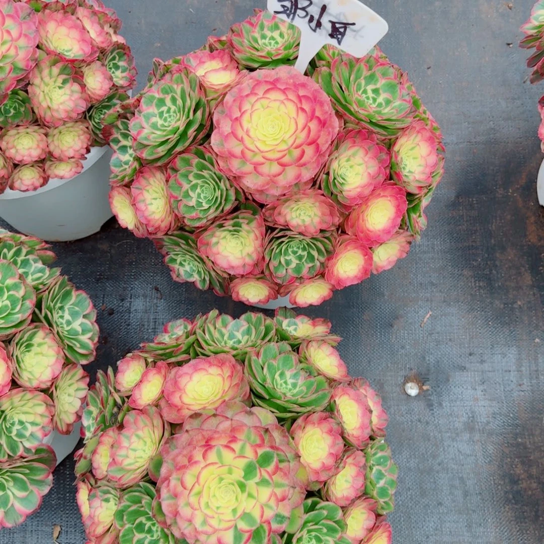 邹***白无花朵vggvggvvvvvbbb