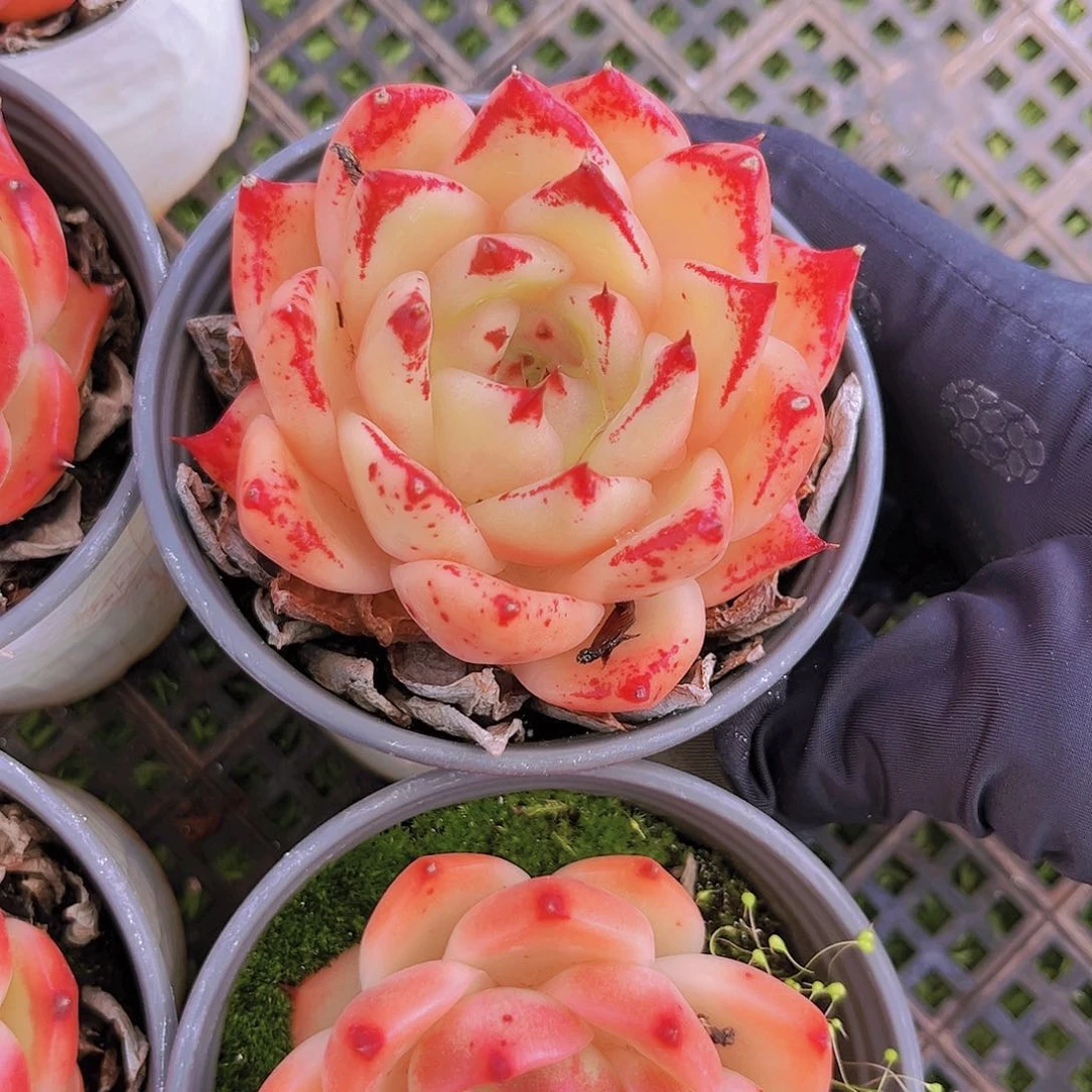 微儿噢噢噢噢噢噢噢噢