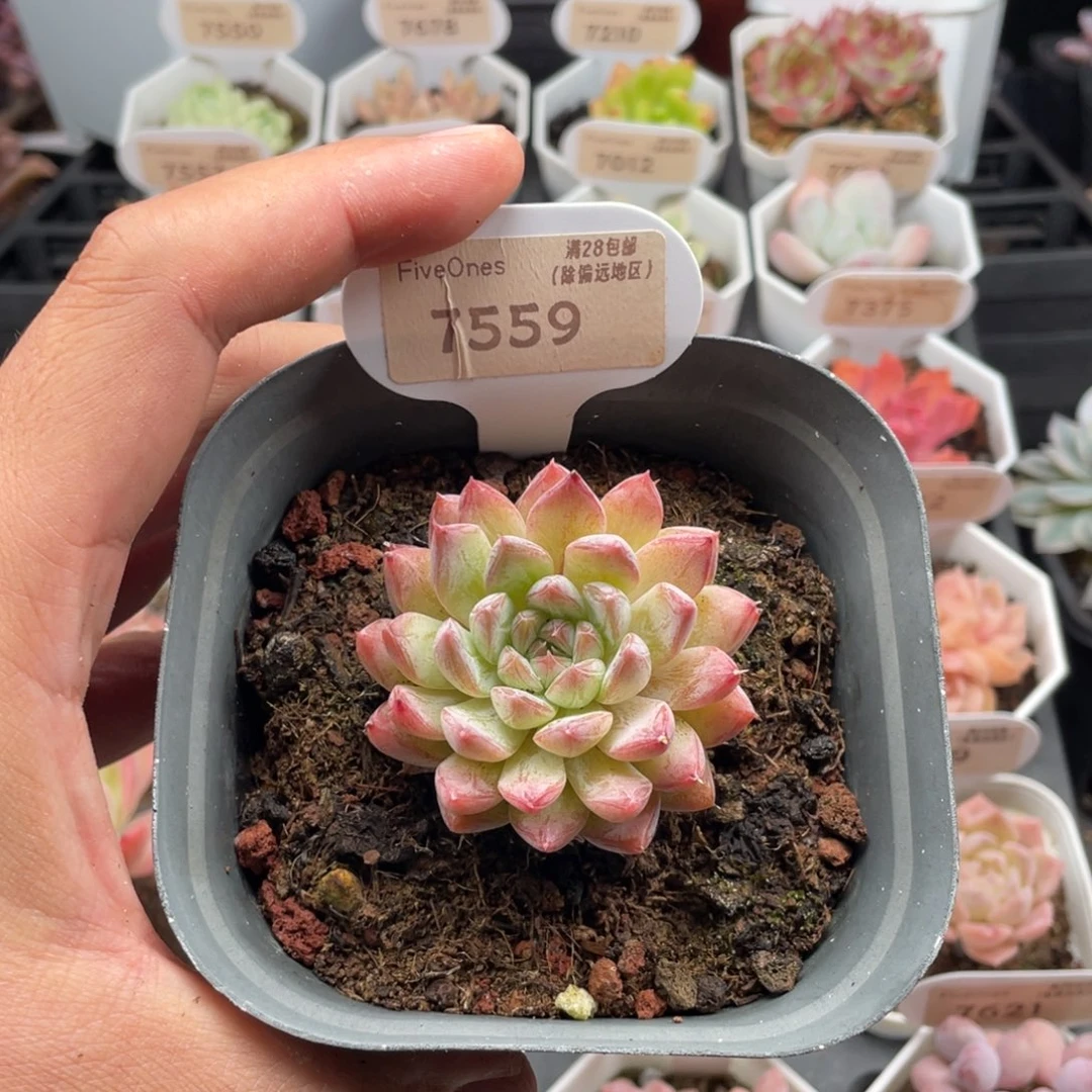 杜里万7559-5.5厘米
