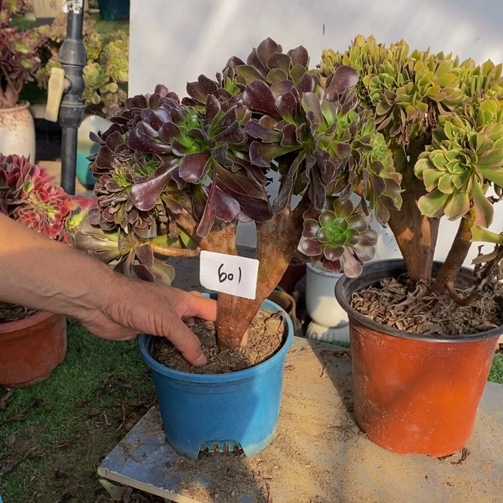 月***.完全开放601号欧紫➕女神缀化1颗