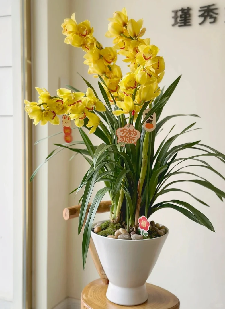 【源头优选】大花蕙兰-黄金岁月 任意2单鲜花包邮 发货后不支持退款