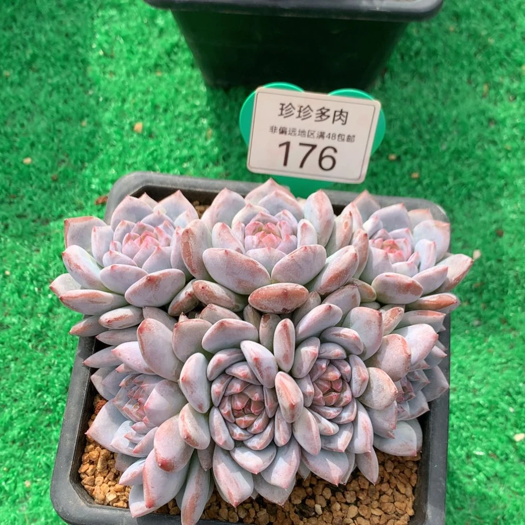 D***丽星星橙朵朵缀无砍176