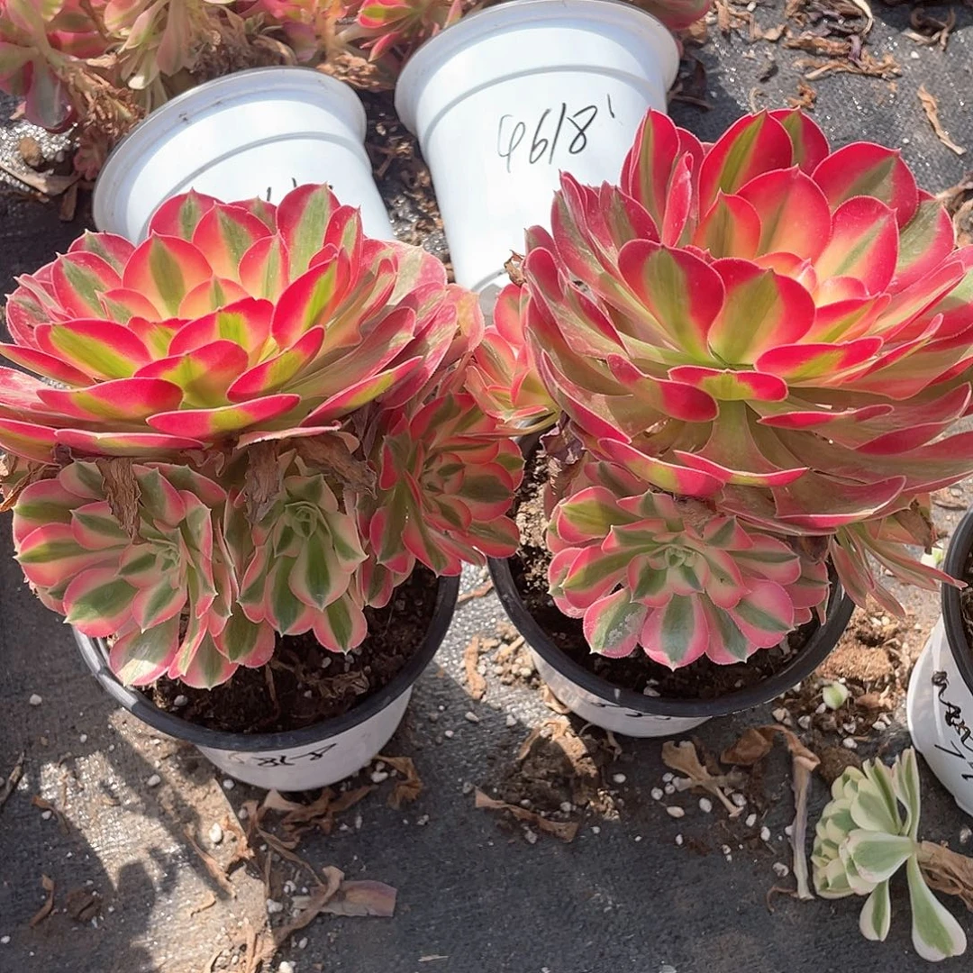 两颗小群粉女巫带盆发货