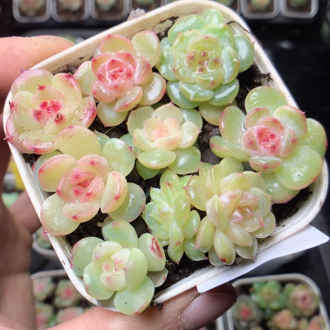 无花朵Q62yyyyyyyy