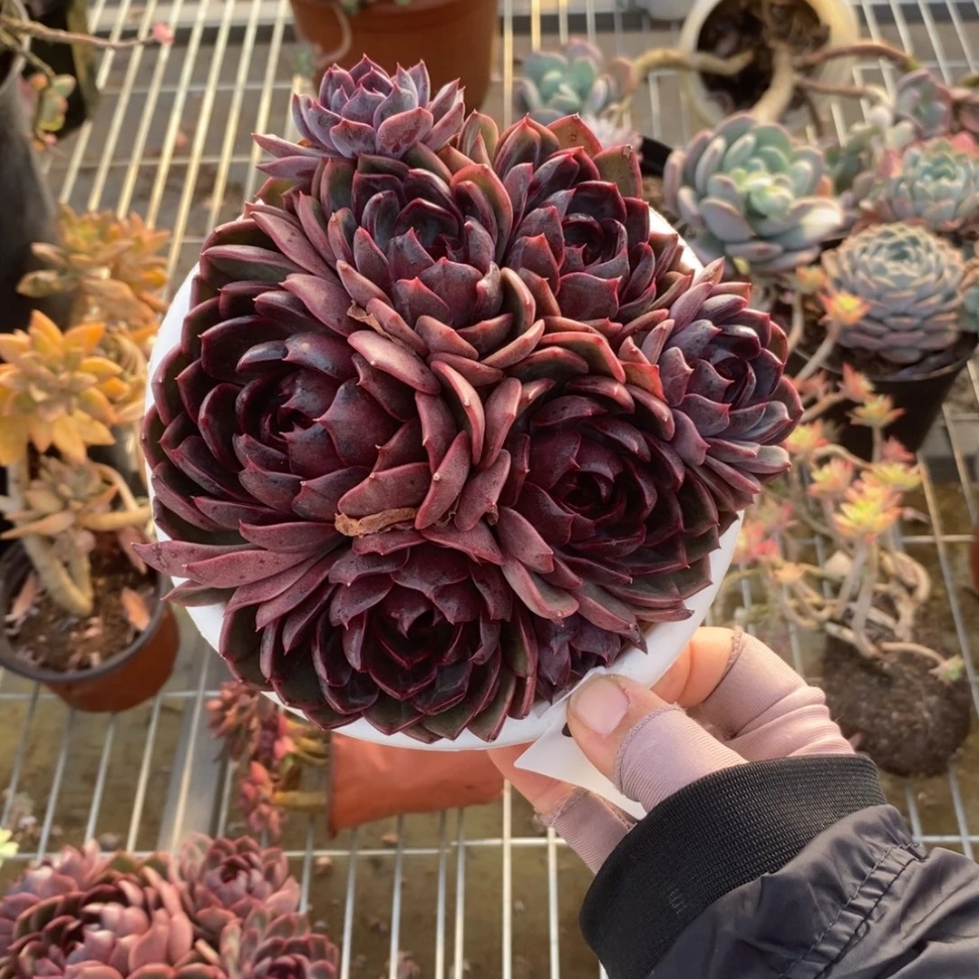 6212溜溜球一物一拍