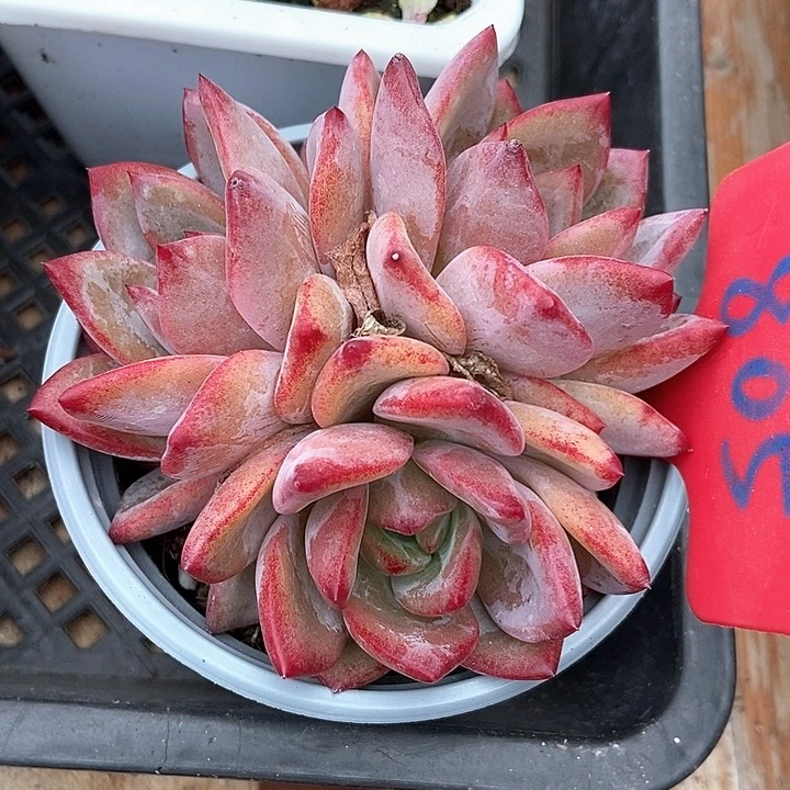 多肉植物夜魔侠805
