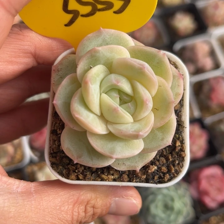 纯白透宽圆叶珍妮3555