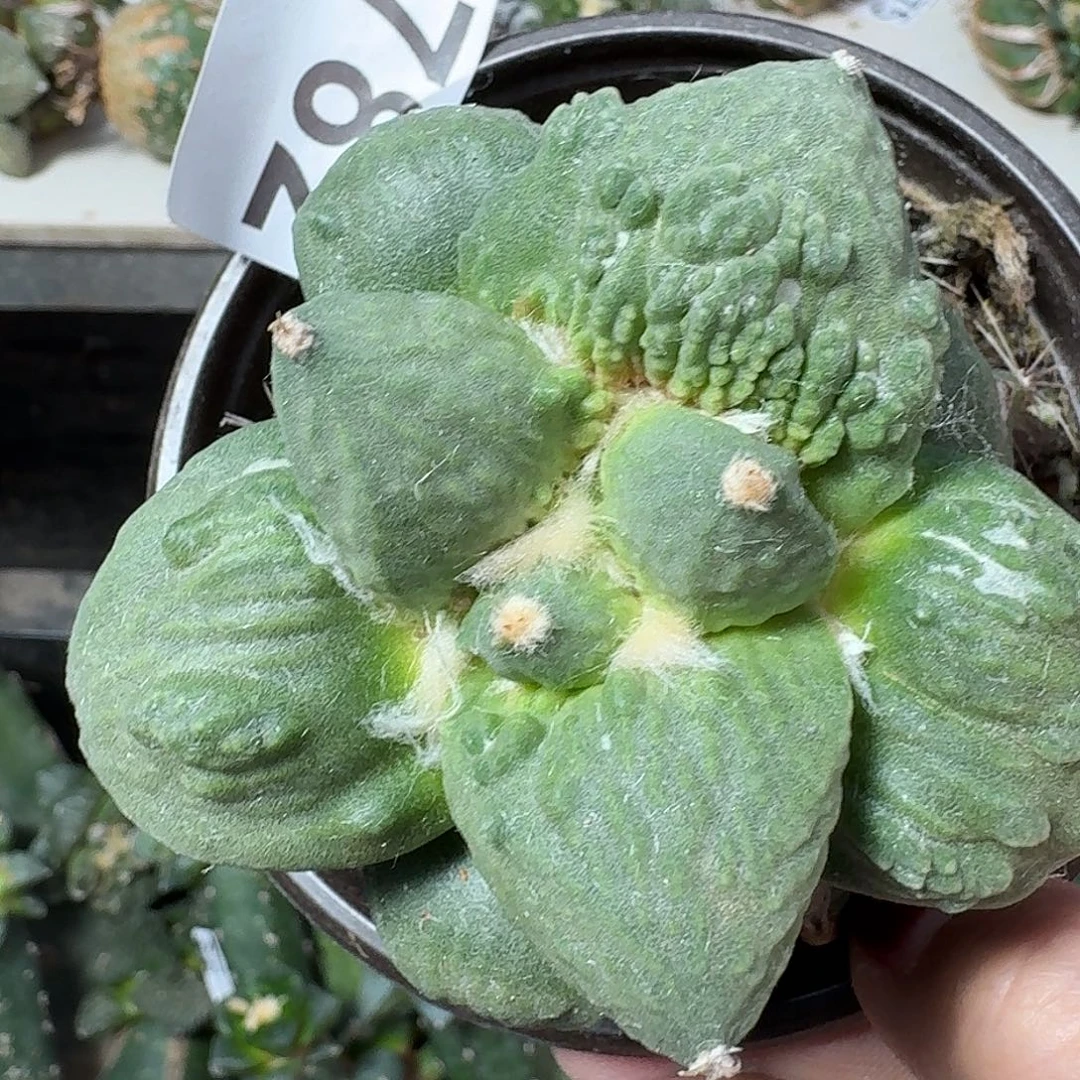 少量花朵（建议范围：2朵-5朵 或40%以下）精品怒涛782