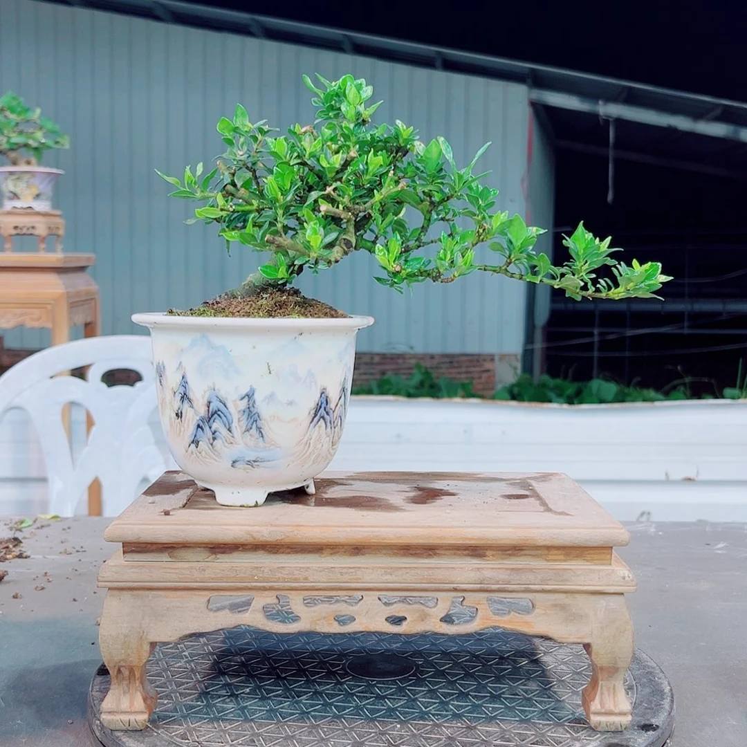 C***X寿星栀子花花花花
