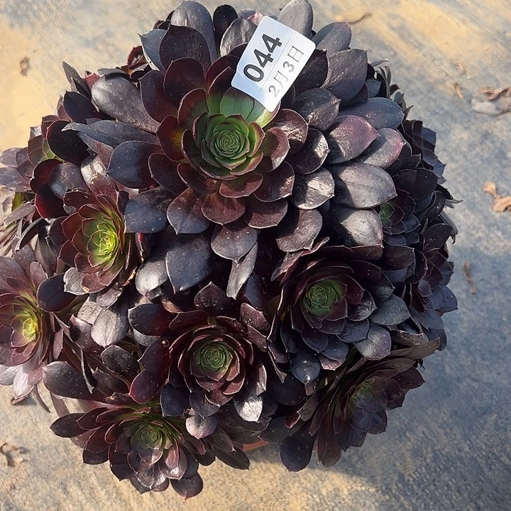 皮****＞2.3-44赤炎莲多肉