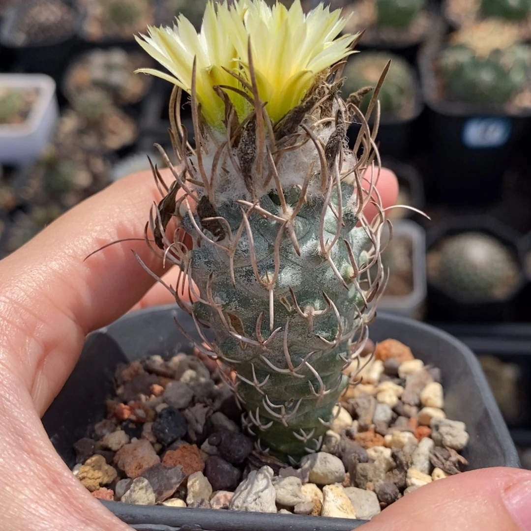 老黄龙丸植播园艺