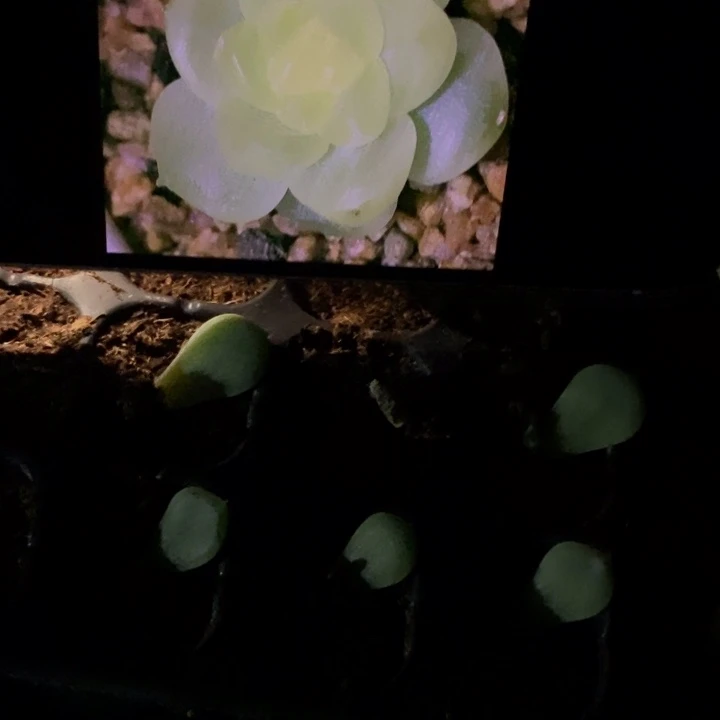 小白白芽苗一个多肉