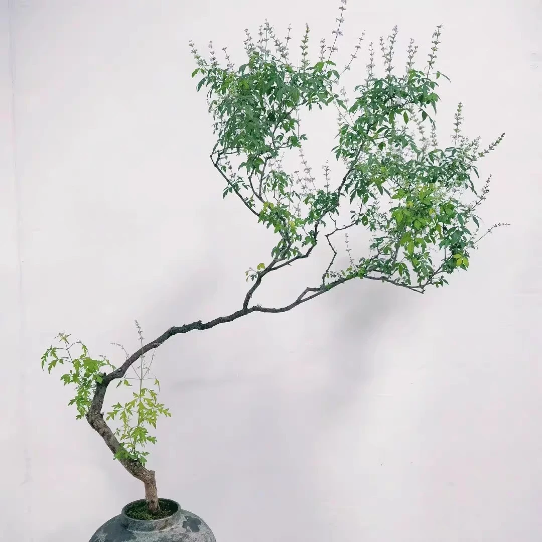 盆景飘枝链接天然精品斜飘黄老桩蓝猫造型树荆南天竹黄金独特造型