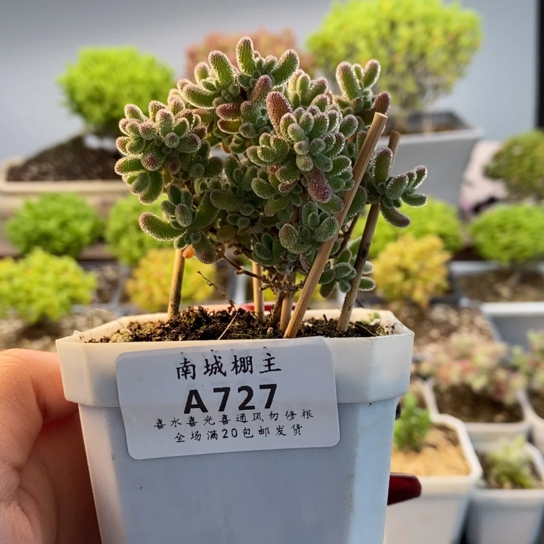 727优选冰晶枝干多肉