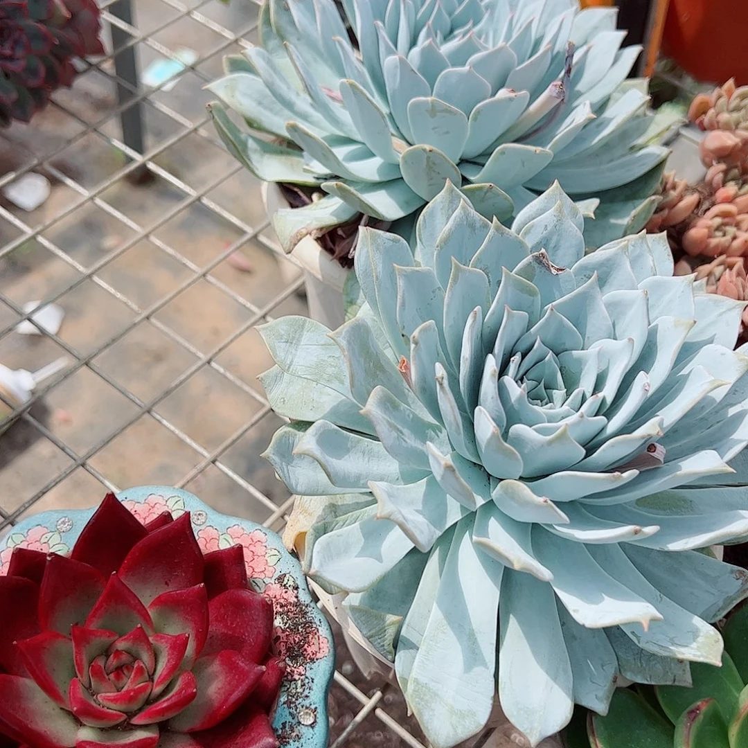 薄叶蓝鸟特大大单头精品