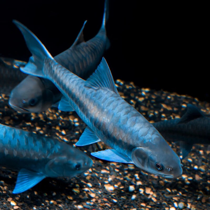 红岩脚bt流域保山蓝吉罗